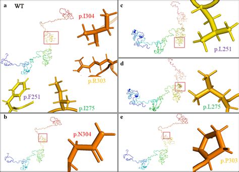 Protein Prediction Of The Three Dimensional Structure Of Kdf Protein