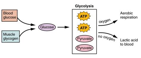 Muscle Fiber Contraction And Relaxation Anatomy And Physiology I