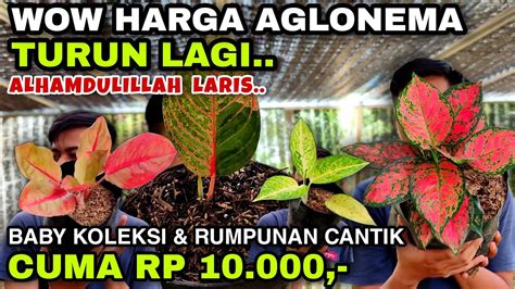 Wow Aglonema Secantik Ini Cuma Ribuan Obral Aglonema Super Murah