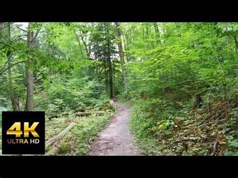 Walking in The Canadian Wilderness - 4K Virtual Hike with Relaxing ...