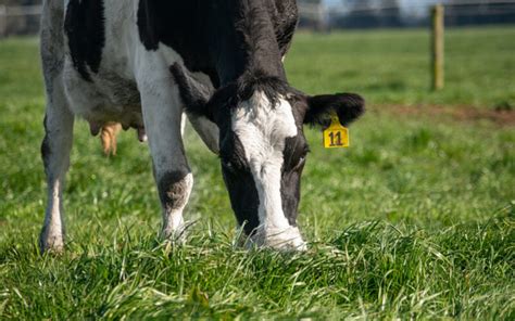 Know Your Downer Cows And How To Prevent Them