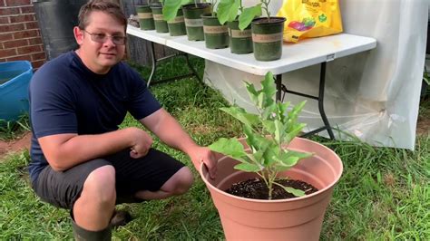 How To Grow Eggplants In Containers Youtube