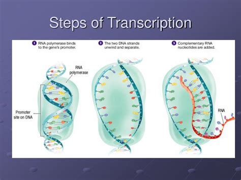 Ppt Chapter 10 Dna And Rna Powerpoint Presentation Id3580802