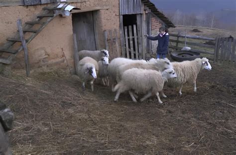 Radna Akcija Sa Tamarom Sreda Maj Prevremeno Ro Ena Tomka Na