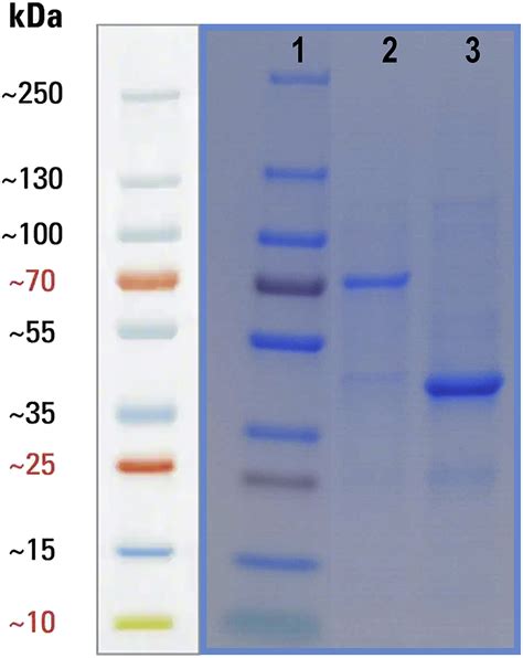 Cell Press Star Protocols