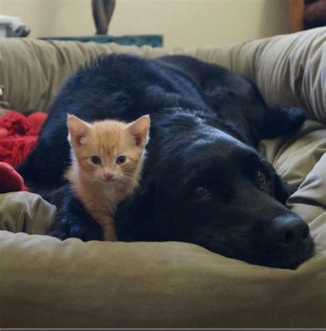 Black Lab And Kitten Cute Animals Pinterest