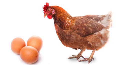 АО «Птицефабрика «Волжская», Официальный сайт предприятия ...