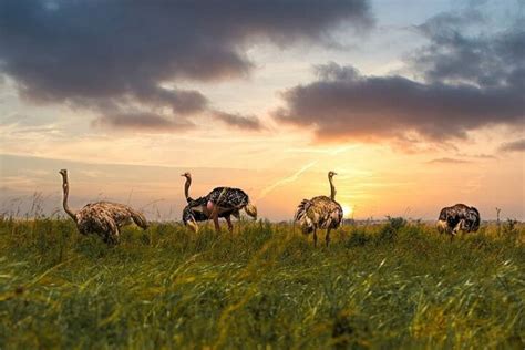 Tripadvisor Halbtagestour zum Nairobi National Park zur Verfügung