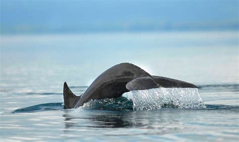 Daydreaming about snorkeling in Costa Rica