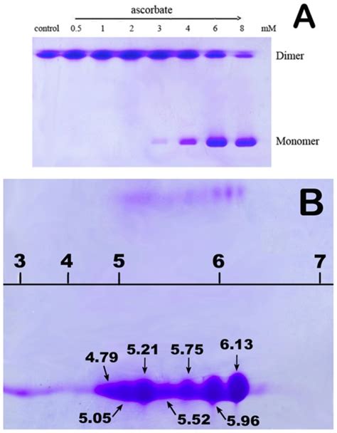 A Non Reducing Sds Page Gels For Observation Of Asc Dose Dependent