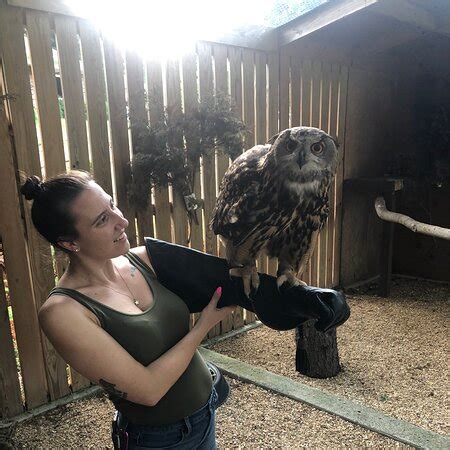 Raptor Hill Falconry Stanley Alles Wat U Moet Weten Voordat Je