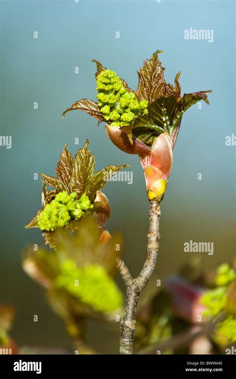 Sycamore Acer Pseudoplatanus Bud Opening In Spring Stock Photo Alamy