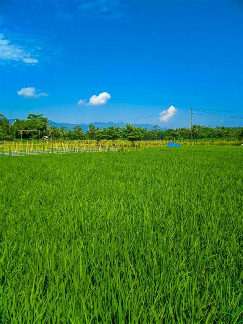 View Of Vast Green Rice Field Farm Landscape 26148540 Stock Photo At