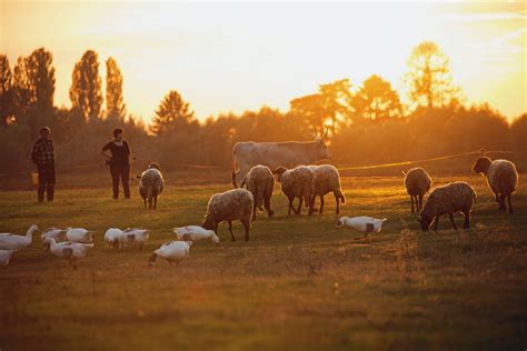 Klar im Vorteil Öko Landbau im Vergleich mit konventioneller