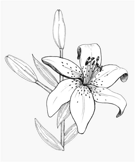 Lilly Flower Drawing Lilies Drawing Flower Pens Pencil Drawings Of