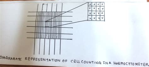 Diagramatic Representation Of Cell Counting In A Haemocytometer