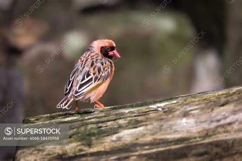 Red Billed Quelea Quelea Quelea Superstock