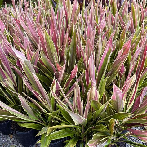 Cordyline flowering plants