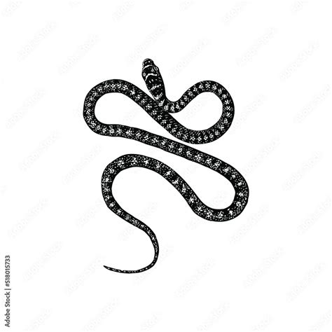 Paradise Flying Snake hand drawing vector illustration isolated on background Stock Vector ...