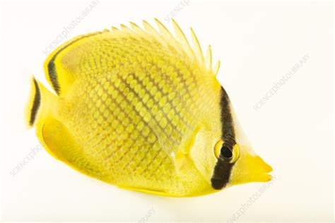 Latticed butterflyfish - Stock Image - C059/5925 - Science Photo Library