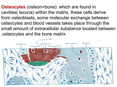 Connective tissue - types of connective tissue | PPT