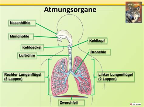 Review Of Atmungsorgane Mensch Arbeitsblatt Ideas