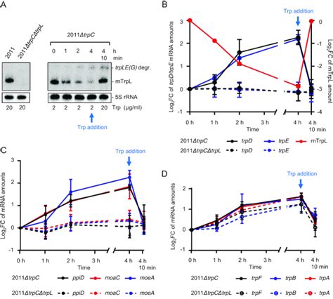 Transcription Attenuation Derived Small RNA RnTrpL Regulates Tryptophan