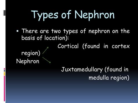 Anatomy of Nephron | PPT