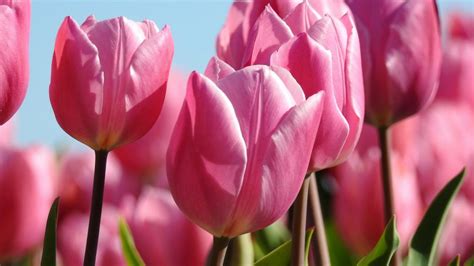 Pink Tulips Meaning Symbolism And Spiritual Significance Allwaysflower