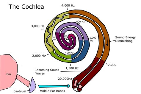 How Does the Cochlea Work to Let Us Hear? - YouMeMindBody