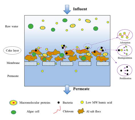 Algae Laden Fouling Control By Gravity Driven Membrane Ultrafiltration