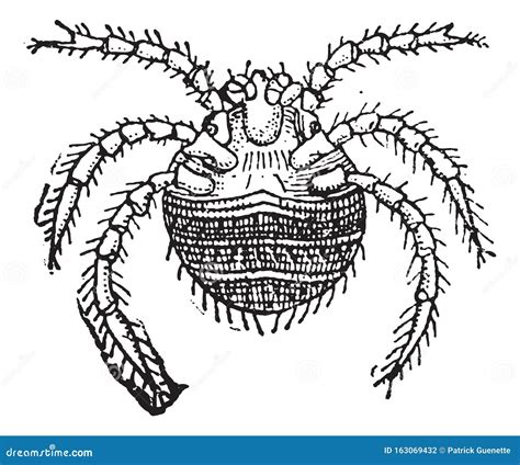 Harvest Mite Or Trombicula Autumnalis Vintage Engraving Vector