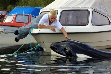 La Triste Historia De La Muerte De Keiko La Ballena De Liberen A