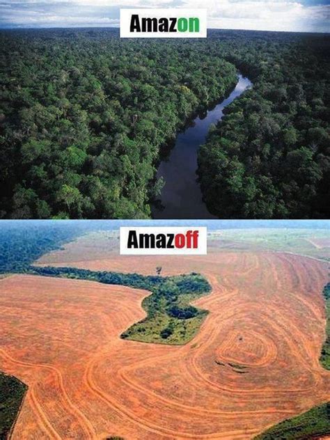 Amazon Rainforest Before Deforestation Nada Tallie