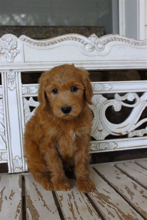 61 best Red Mini Goldendoodles! images on Pinterest | Golden doodles, Goldendoodle and Goldendoodles