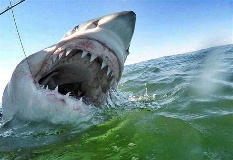 3 Sharks Have Been Tracked Off The Nc Coast 2 Are Great Whites