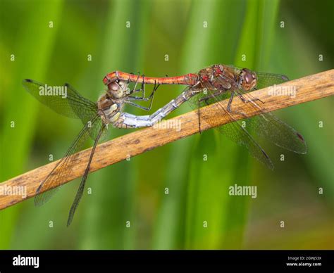 Mating Common Darter Dragonflies Hi Res Stock Photography And Images