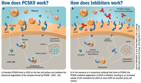 Pcsk9 And Its Inhibitors A New Approach In Lipid Lowering Therapy