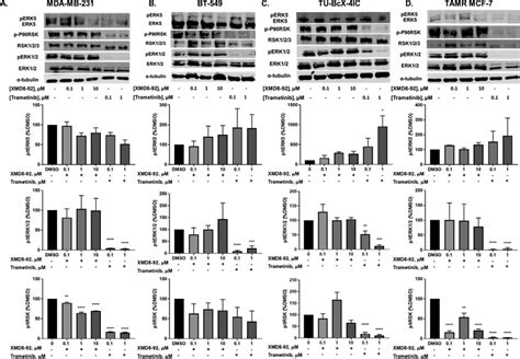 Western Blot Analysis Of ERK5 ERK1 2 And RSK Activation In TNBC