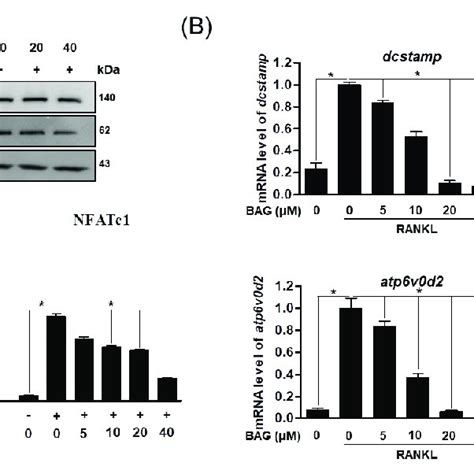 BAG Downregulates RANKL Induced Expression Of Osteoclast Specific