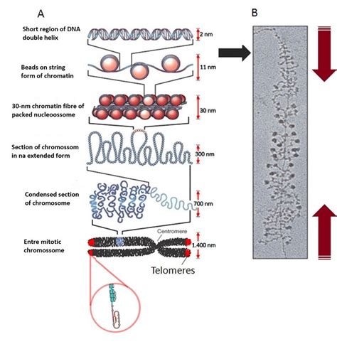 A Shows An Artistic Representation Of Various Level Of DNA