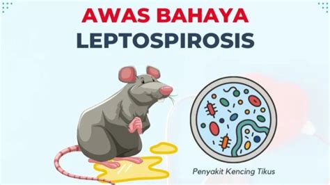 Waspada Begini Ciri Ciri Penyakit Kencing Tikus Leptospirosis Yang