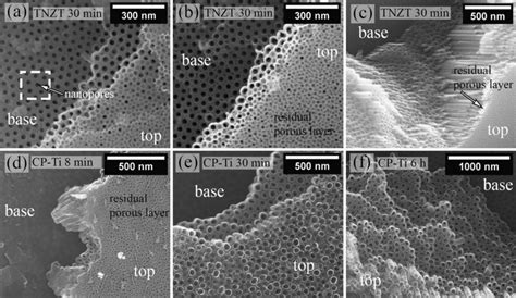 Cross Sections Of Tio2 Nanotubes From Their Base Near The Substrate