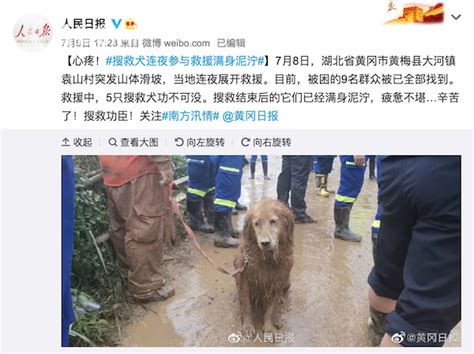 幸福！网红“泥身”搜救犬退役被首任训导员收养 新浪新闻