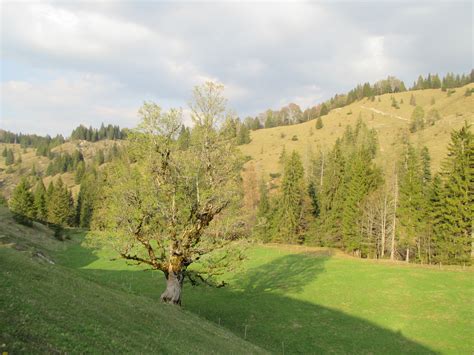 Sch Ner Bergahorn An Der K Nigsalm Fotos Hikr Org