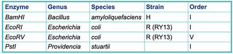 Restriction Enzymes - Snapgene