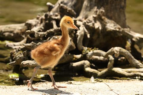 Al Parco Natura Viva Nato Kiki Unico Pulcino Di Gru Della Manciuria