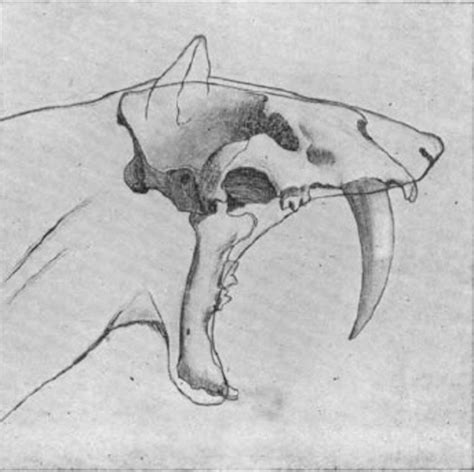 The Many Lives Of Smilodon