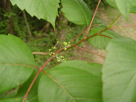 Poison Ivy - Toxicodendron radicans ssp. verrucosum