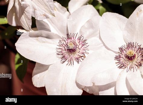 White Fragrant Star Clematis Flower With A Purple Center Blooms On A